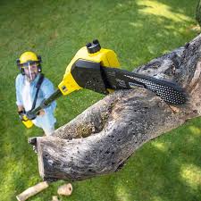  Bealeton, VA Tree Removal and Landscaping Services Pros